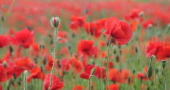 poppy